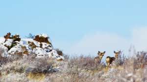 Deer in snow 1113tm bkgd 20 181003 161624