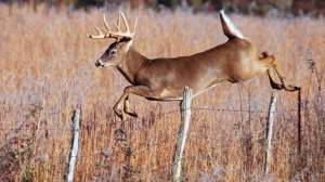Deer jumping
