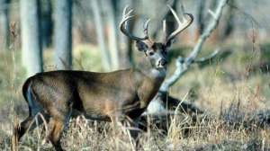 Deer diseases december lead 181003 161610