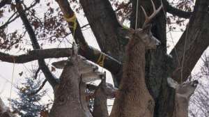 Deer hunting taxidermy care june lead 181003 155948