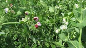 Deer plot peas lead 181003 162156