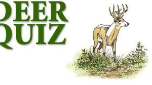Deer quiz may lead 181003 160226
