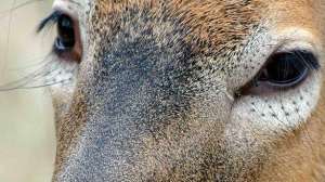 Deer see night vision lead 181003 161804