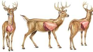 Deer vital shot wtj august lead