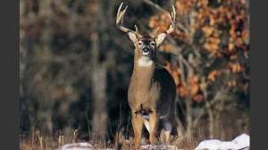 Deertalk3 700 181004 084501