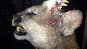 Deformed mountain lion