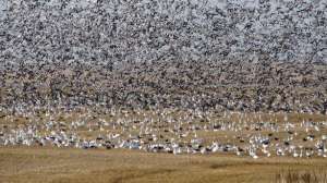 Delta snow goose tips lead 181003 155850