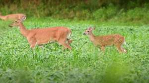Doe with fawn lead pic