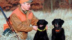 Dog gear lead 181003 154833