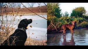 Dog hypothermia november lead 181004 084619