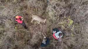 Drone buck video