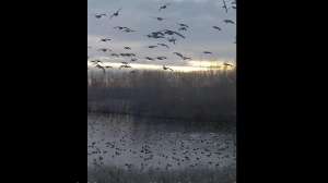 Drone flying with ducks