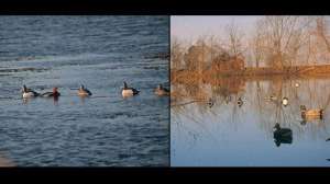 Duck hunting decoy august lead 181003 160027