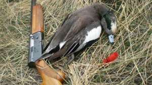 Duck hunting madison river august lead 181003 155245