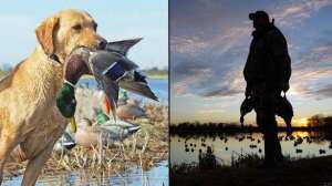 Duck hunting pictures september lead 181003 161826