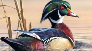 Duck stamp 2011 winner lead