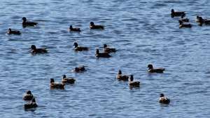 Ducks in lake