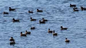 Ducks in lake 181004 100916