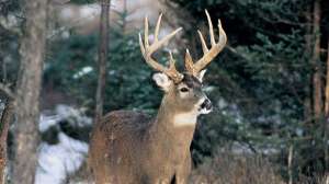 Durkin ruthuntalmanac i 700 181003 155342