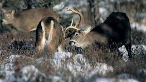 Durkin ruthuntalmanac ii 700 181003 155342