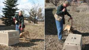 E collar lead 181003 161835