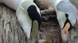 Eiders700 181003 154712