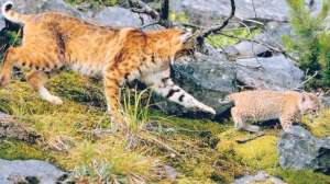 Female bobcat hunting lead 181003 162033