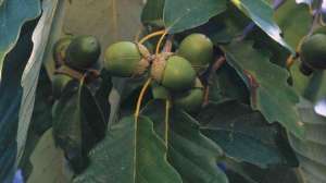 Fertilizing acorns lead 181003 161938