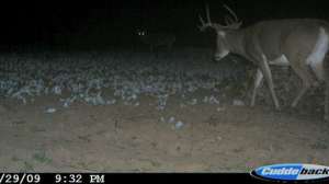 Food plots lead 181003 161445
