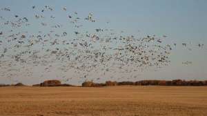 Freelance prairies part 1 lead 181003 162046