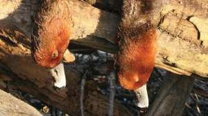 Freelance prairies part 2 lead 181003 162047