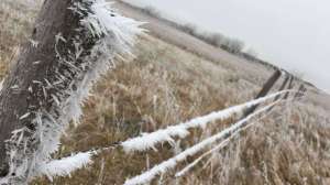 Frost on fence