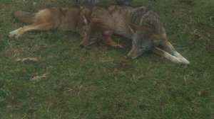 Ftr newranch700 181003 162107