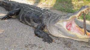 Gator hunting august lead 181003 155700