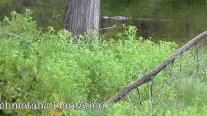 Gatorpushmataha700 181003 160112