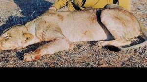Gear lioness 700 181003 161405