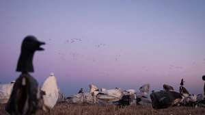 Geese and decoys