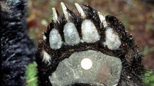 Giant black bear front pad