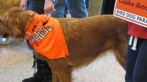 Golden retriever700 181003 160636