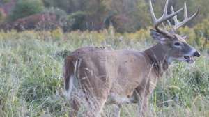 Golden highway deer august lead 181003 161626