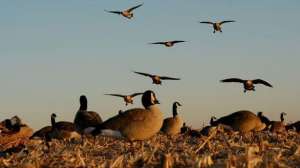 Goose hunting tough may lead 181004 084517