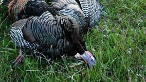 Great plains turkey hunting lead 181003 162231