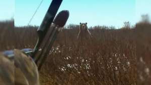 Grizzlty in alders Alaska