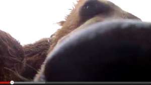 Grizzlyface700 181010 154812