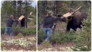 Guide strikes moose on antler