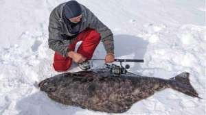 Halibut ice fishing