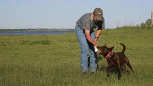 Hard mouth dog december lead 2 181003 155811