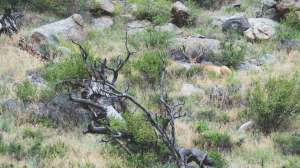 Hidden bedded buck Colorado