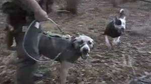 Hogsanddogs700 181010 155032