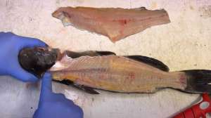 How to clean a catfish